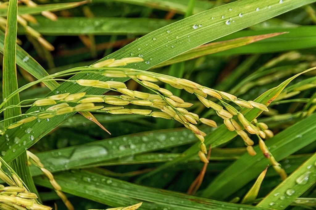 Rice