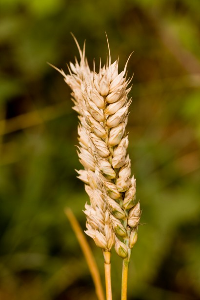 Wheat