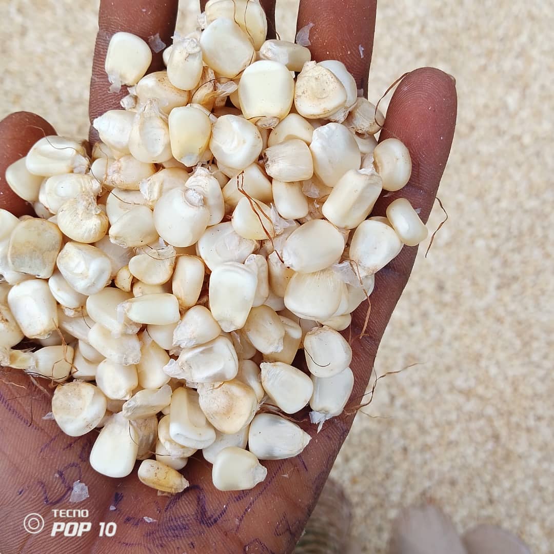 Maize